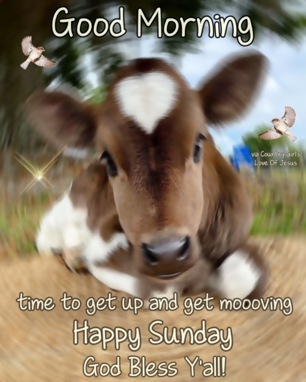 Hello, Sunday! Let's Start Your Day With These 10  Good Morning Sunday Quotes - picture 9