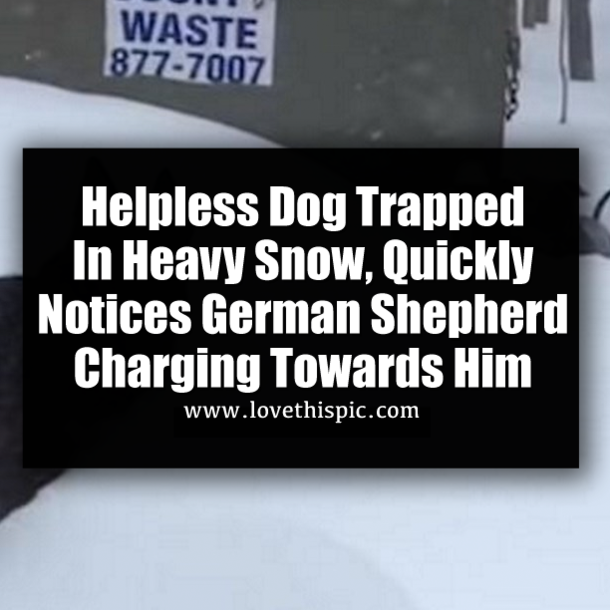 Helpless Dog Trapped In Heavy Snow, Quickly Notices German Shepherd Charging Towards Him