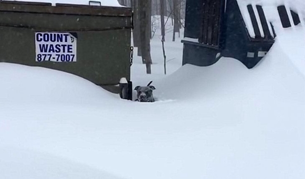 Helpless Dog Trapped In Heavy Snow, Quickly Notices German Shepherd Charging Towards Him - picture 2