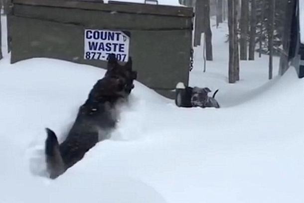 Helpless Dog Trapped In Heavy Snow, Quickly Notices German Shepherd Charging Towards Him - picture 3