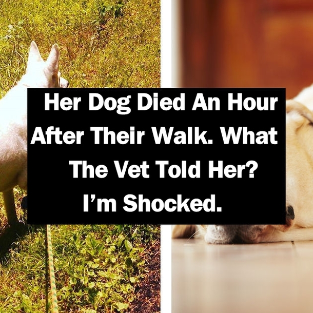 Her Dog Died An Hour After Their Walk. What The Vet Told Her? I’m Shocked.