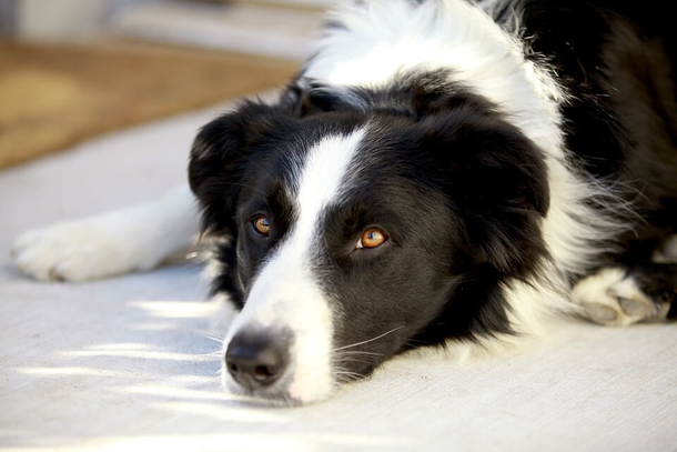 Her Dog Died An Hour After Their Walk. What The Vet Told Her? I’m Shocked. - picture 2