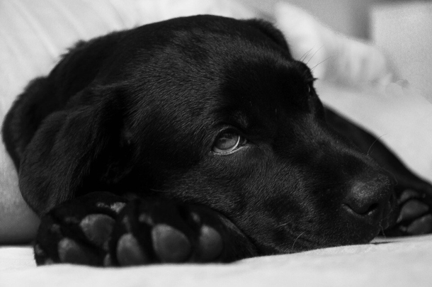 Her Dog Died An Hour After Their Walk. What The Vet Told Her? I’m Shocked. - picture 8