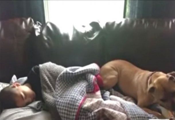 Her Dog Kept Making Strange Sounds At Night. As She Gets Up To Investigate, Mom Can’t Believe What She Sees - picture 4