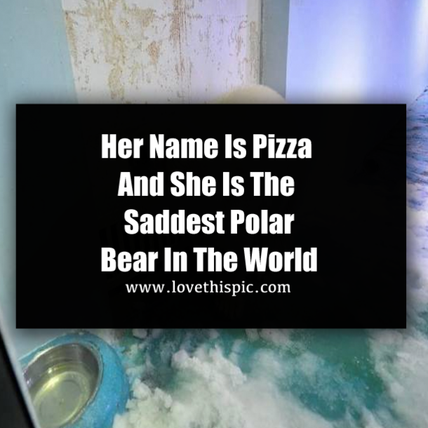 Her Name Is Pizza And She Is The Saddest Polar Bear In The World