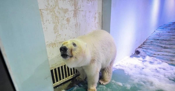 Her Name Is Pizza And She Is The Saddest Polar Bear In The World - picture 2
