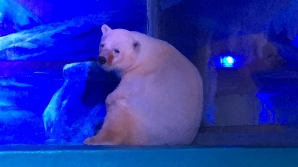 Her Name Is Pizza And She Is The Saddest Polar Bear In The World - picture 3