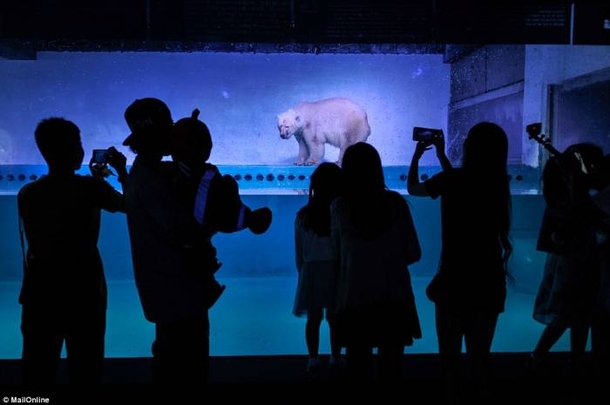 Her Name Is Pizza And She Is The Saddest Polar Bear In The World - picture 4