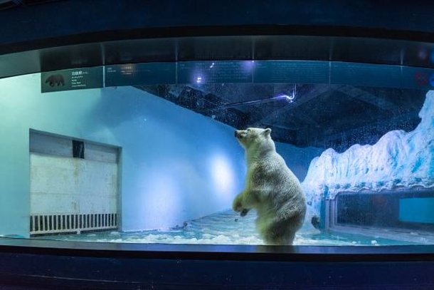 Her Name Is Pizza And She Is The Saddest Polar Bear In The World - picture 5