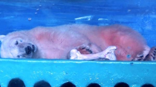 Her Name Is Pizza And She Is The Saddest Polar Bear In The World - picture 6