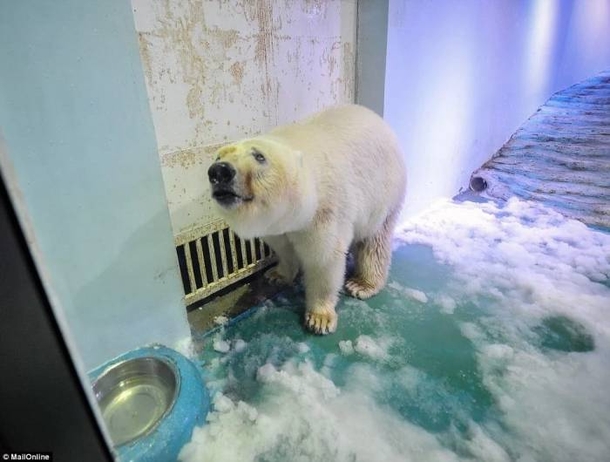 Her Name Is Pizza And She Is The Saddest Polar Bear In The World - picture 7