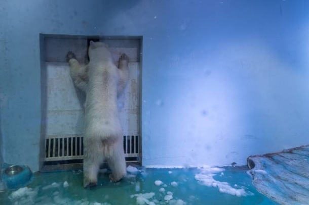 Her Name Is Pizza And She Is The Saddest Polar Bear In The World - picture 8