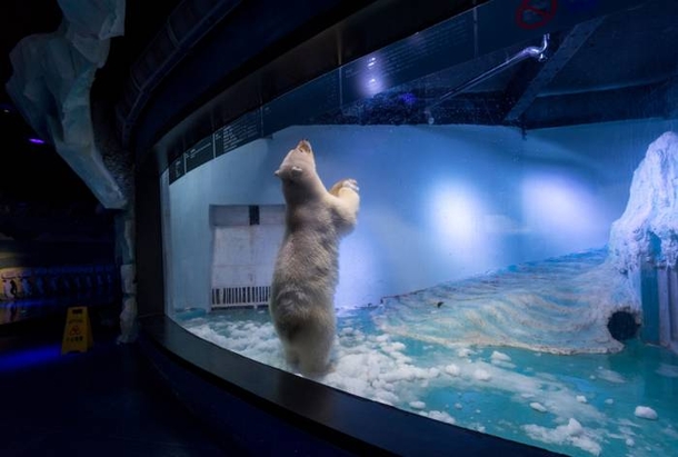 Her Name Is Pizza And She Is The Saddest Polar Bear In The World - picture 9