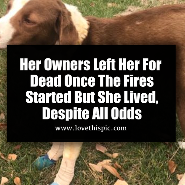 Her Owners Left Her For Dead Once The Fires Started But She Lived, Despite All Odds