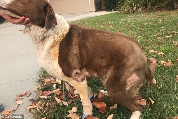 Her Owners Left Her For Dead Once The Fires Started But She Lived, Despite All Odds - picture 2