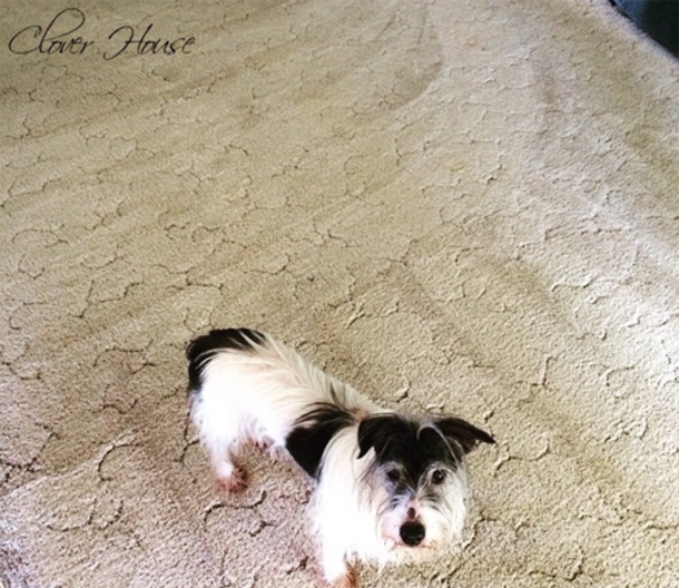 Her Puppy Was Messing Up The Carpet So She Made This Product! No More Stains! - picture 3