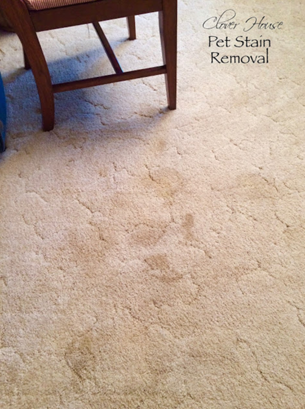 Her Puppy Was Messing Up The Carpet So She Made This Product! No More Stains! - picture 4