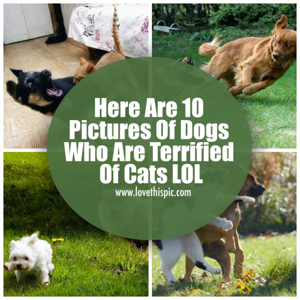 Here Are 10 Pictures Of Dogs Who Are Terrified Of Cats LOL