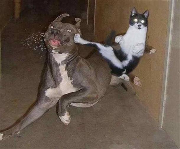 Here Are 10 Pictures Of Dogs Who Are Terrified Of Cats LOL - picture 10