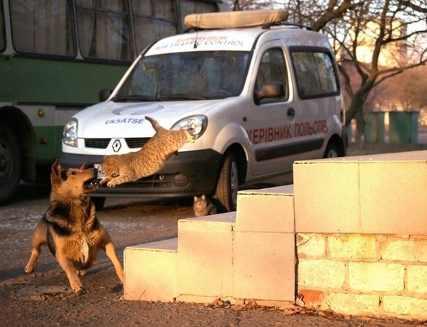 Here Are 10 Pictures Of Dogs Who Are Terrified Of Cats LOL - picture 11