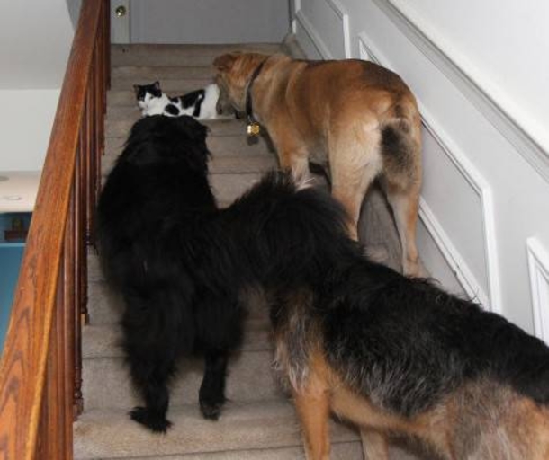 Here Are 10 Pictures Of Dogs Who Are Terrified Of Cats LOL - picture 12