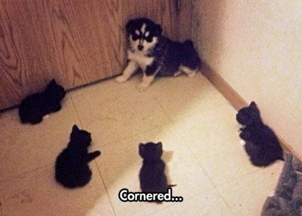 Here Are 10 Pictures Of Dogs Who Are Terrified Of Cats LOL - picture 2