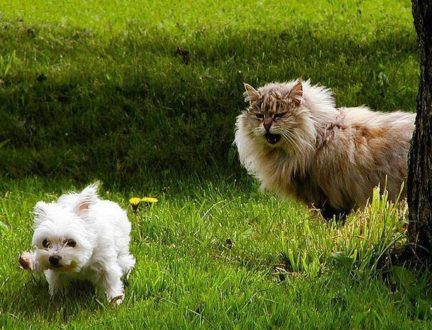 Here Are 10 Pictures Of Dogs Who Are Terrified Of Cats LOL - picture 3