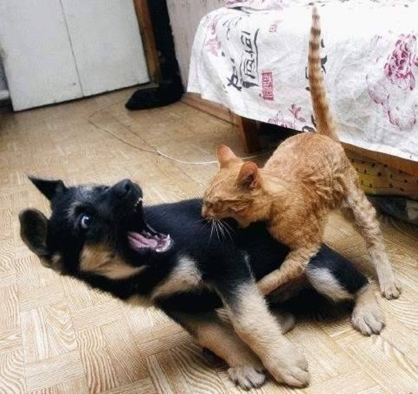 Here Are 10 Pictures Of Dogs Who Are Terrified Of Cats LOL - picture 4