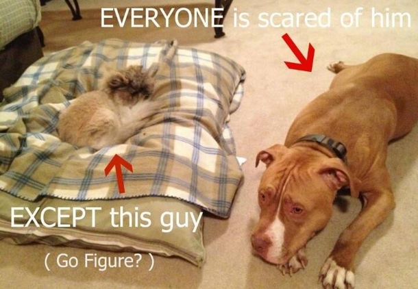 Here Are 10 Pictures Of Dogs Who Are Terrified Of Cats LOL - picture 5