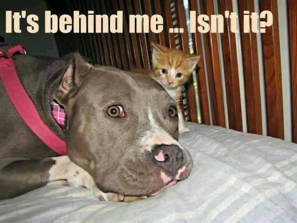 Here Are 10 Pictures Of Dogs Who Are Terrified Of Cats LOL - picture 6