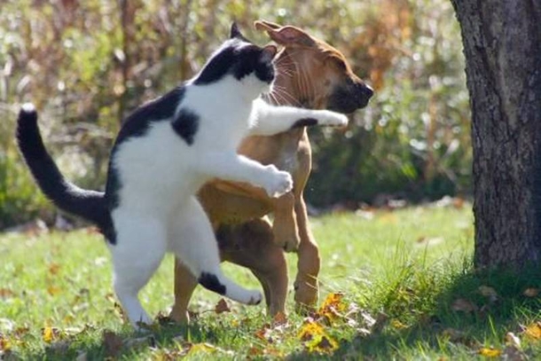 Here Are 10 Pictures Of Dogs Who Are Terrified Of Cats LOL - picture 7