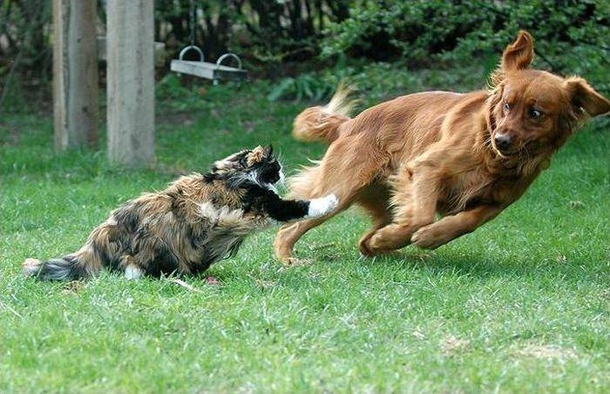 Here Are 10 Pictures Of Dogs Who Are Terrified Of Cats LOL - picture 8