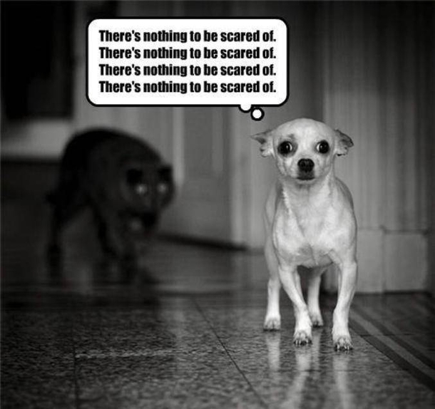 Here Are 10 Pictures Of Dogs Who Are Terrified Of Cats LOL - picture 9