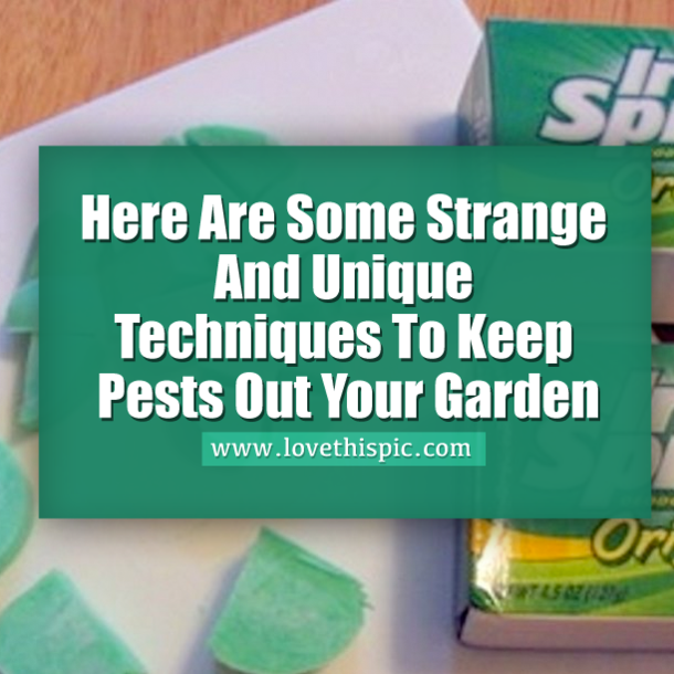 Here Are Some Strange And Unique Techniques To Keep Pests Out Your Garden