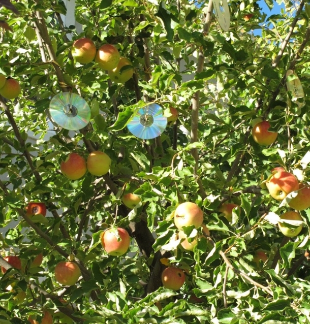 Here Are Some Strange And Unique Techniques To Keep Pests Out Your Garden - picture 4