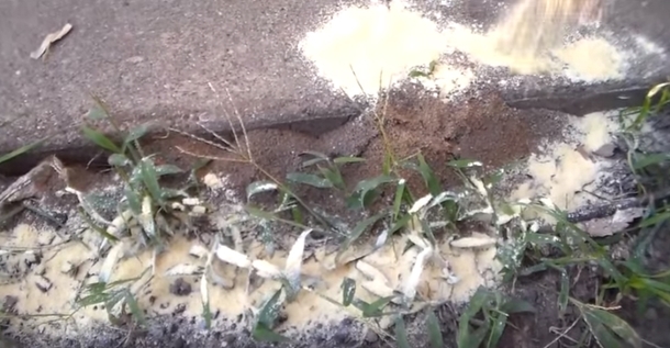 Here Are Some Strange And Unique Techniques To Keep Pests Out Your Garden - picture 6
