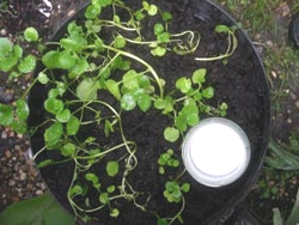 Here Are Some Strange And Unique Techniques To Keep Pests Out Your Garden - picture 7