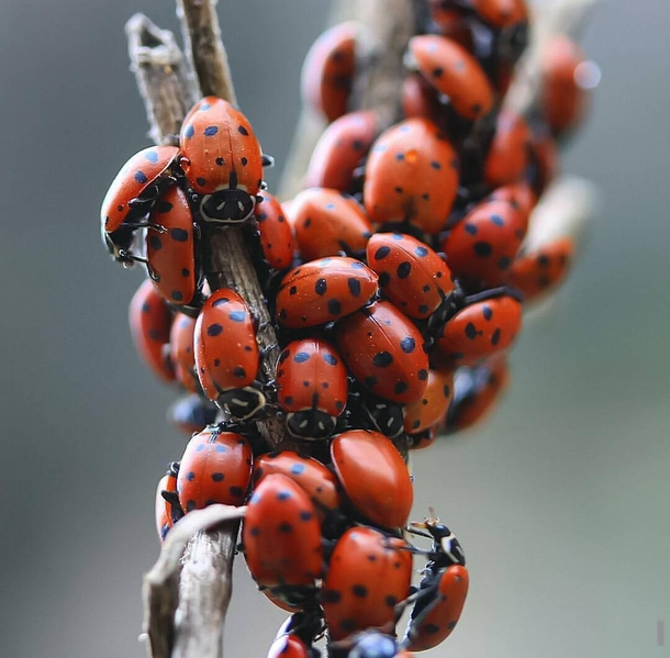 Here Are Some Strange And Unique Techniques To Keep Pests Out Your Garden - picture 8