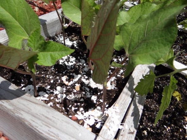 Here Are Some Strange And Unique Techniques To Keep Pests Out Your Garden - picture 9