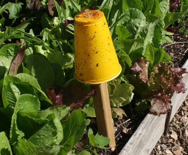 Here Are Some Strange And Unique Techniques To Keep Pests Out Your Garden - picture 10