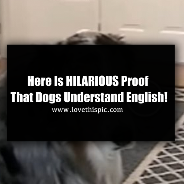 Here Is HILARIOUS Proof That Dogs Understand English!