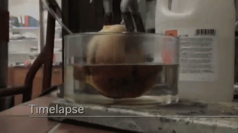 Here Is What Happens When You Dip a McDonald's Cheeseburger in Stomach Acid - picture 4