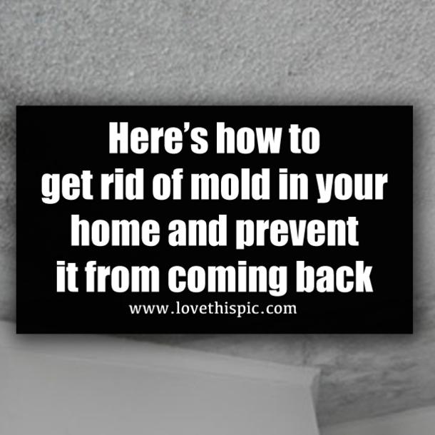 Here’s how to get rid of mold in your home and prevent it from coming back