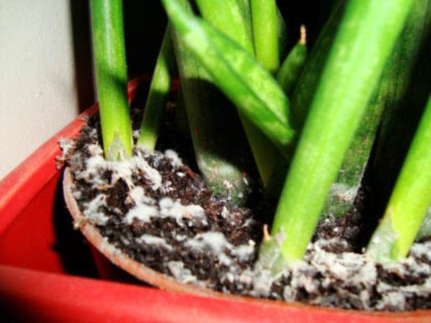 Here’s how to get rid of mold in your home and prevent it from coming back - picture 3
