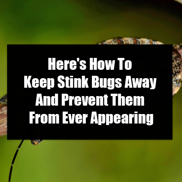 Here's How To Keep Stink Bugs Away And Prevent Them From Ever Appearing