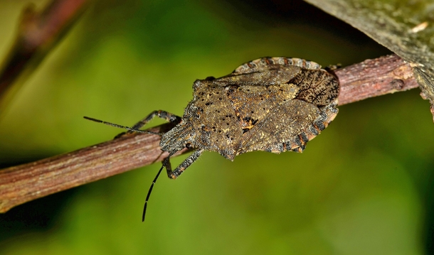 Here's How To Keep Stink Bugs Away And Prevent Them From Ever Appearing - picture 2