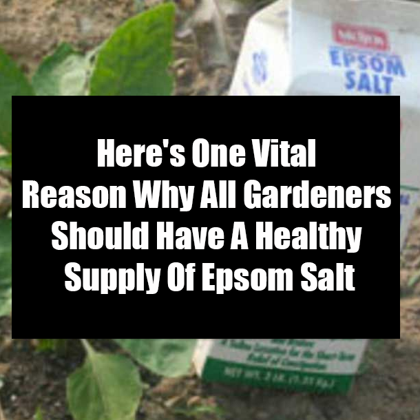 Here's One Vital Reason Why All Gardeners Should Have A Healthy Supply Of Epsom Salt