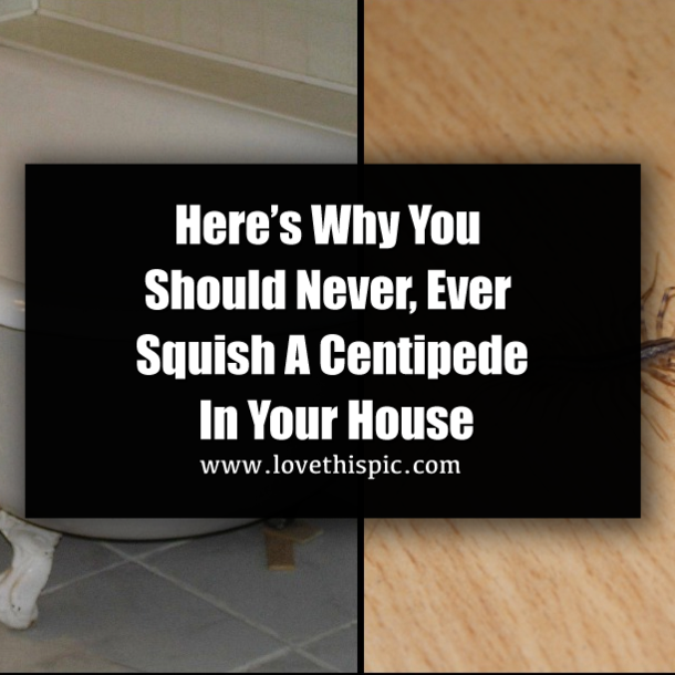 Here’s Why You Should Never, Ever Squish A Centipede In Your House