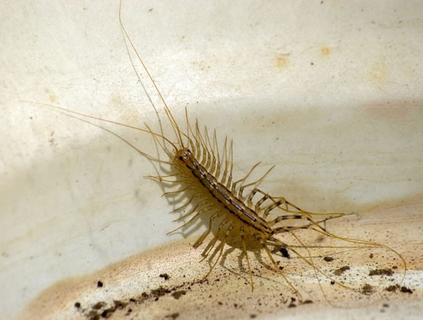 Here’s Why You Should Never, Ever Squish A Centipede In Your House - picture 2
