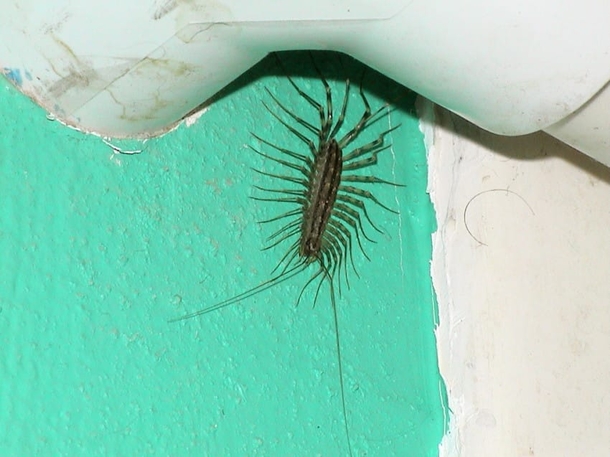 Here’s Why You Should Never, Ever Squish A Centipede In Your House - picture 3